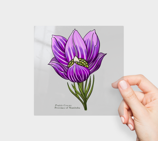 Prairie Crocus of Manitoba Permanent Sticker